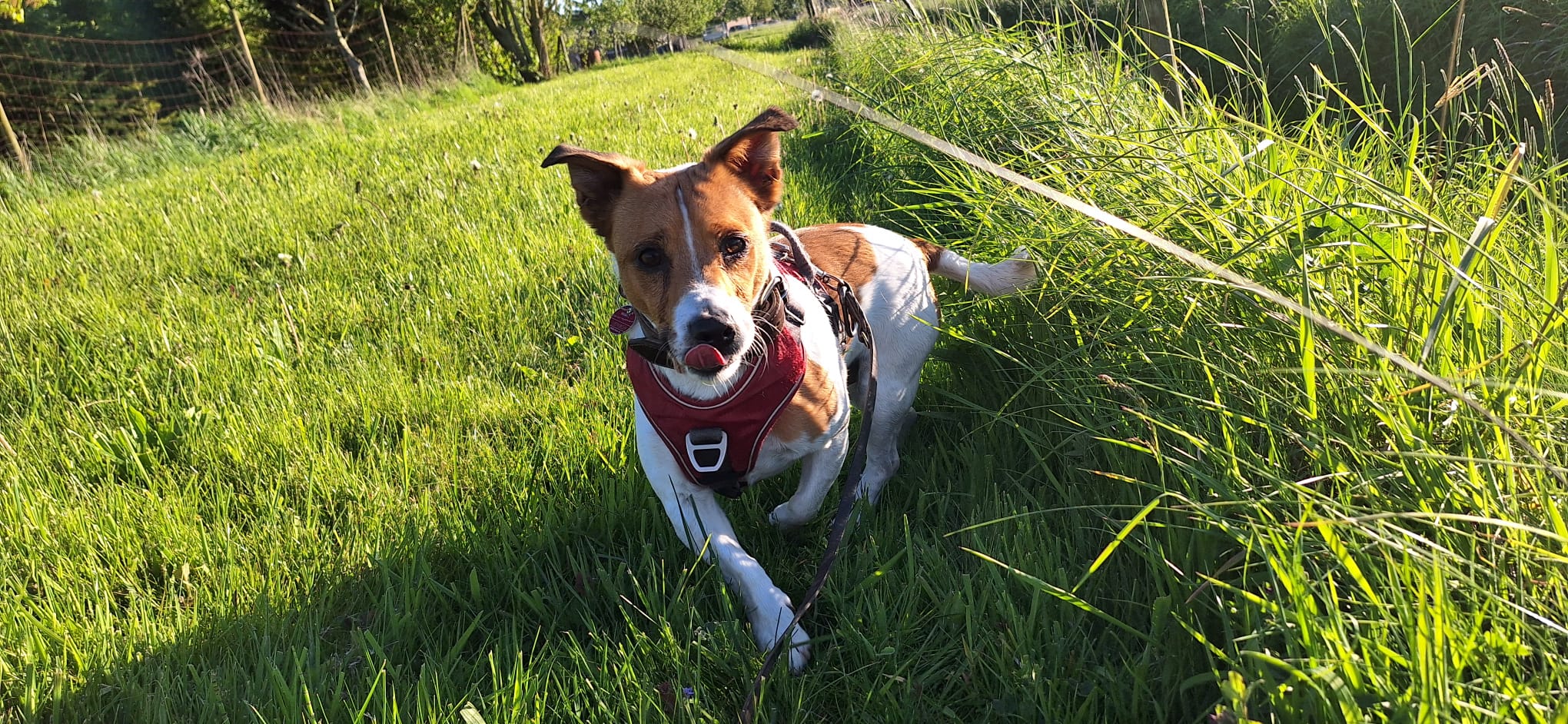 dog